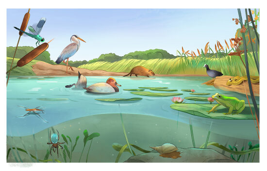 Etang - Scène nature - Ekolien 2022